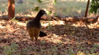 Crax fasciolata türünün Dişi Çıplak Yüzlü Curassow 'u