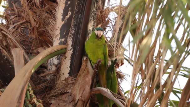 Macaw Van Soort Diopsittaca Nobilis — Stockvideo