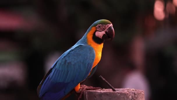 Dospělý Modrý Žlutý Macaw — Stock video