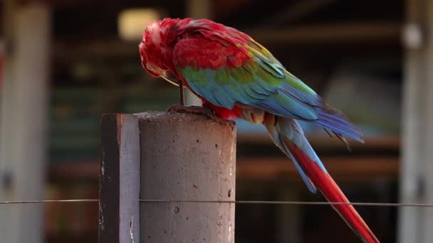 Adult Red Green Macaw Species Ara Chloropterus — Stock Video