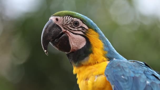 Adult Blue Yellow Macaw — Stock Video
