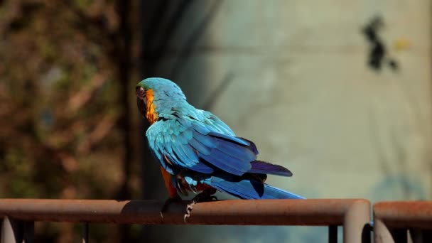 Modrožluté Macaw Pro Dospělé — Stock video