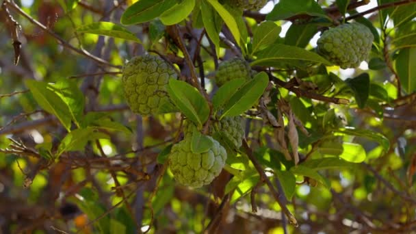 Sweetsop Zelené Ovoce Druhu Annona Squamosa — Stock video