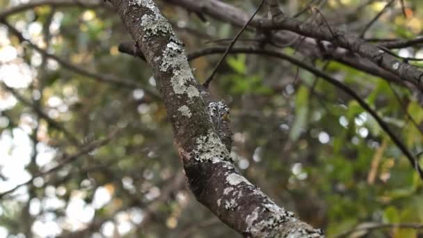 Gros Plan Tronc Mince Angiosperme Plein Lichens — Video