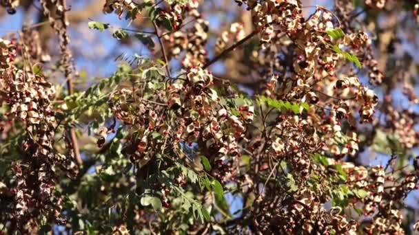 Adenanthera Pavonina Türünün Saga Ağacı Tohumları — Stok video