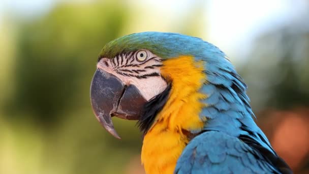 Vuxen Blågul Macaw — Stockvideo