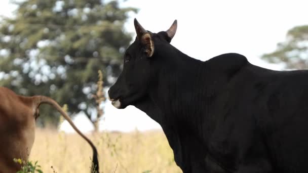 ブラジルの牛農場でクローズアップブラックホーンデッド牛グラジング — ストック動画