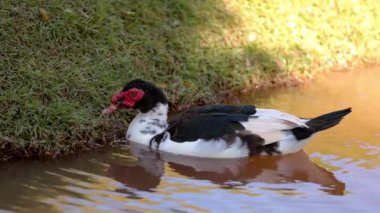 Cairina moschata türünün Muscovy Duck Hayvanı