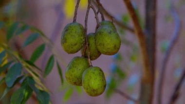 Mombins Ağacı Spondias Türünün Meyvesi