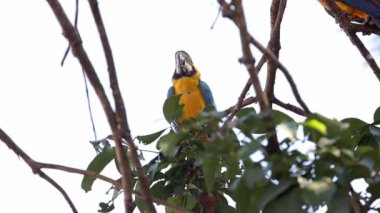 Yetişkin Mavi-Sarı Macaw