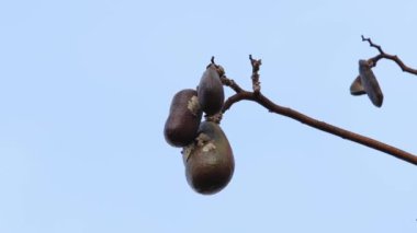 Kokuşmuş ayak parmağı ağacı ve Hymenaea türünün meyveleri.