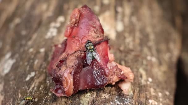 Slow Motion Close Calliphoridae Flies Landing Raw Meat — Stock Video