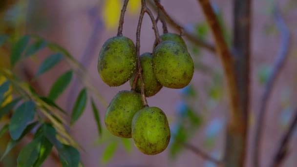 Дерево Момбінів Плоди Роду Спондья — стокове відео