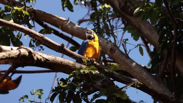 Modrožluté Macaw Pro Dospělé — Stock video