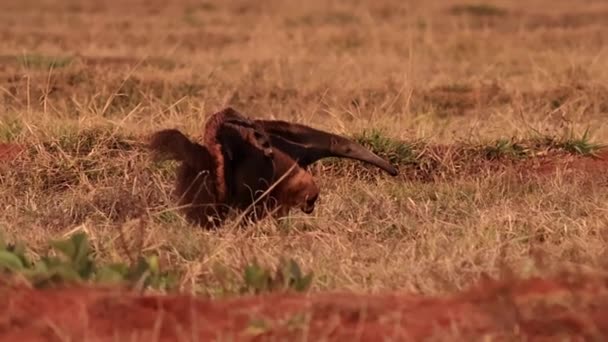 大型食蚁兽种的大型食蚁兽 背上背着幼崽带着幼崽 — 图库视频影像