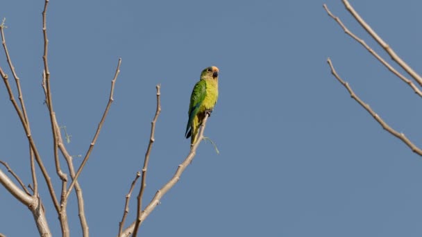 Şeftali Ağaçtaki Eupsittula Aurea Türünün Önde Gelen Papağanıdır — Stok video