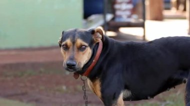 Çiftlikteki kara köpeğin yüzüne yakın çekim