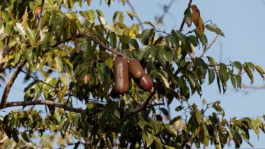 Kokuşmuş ayak parmağı ağacı ve Hymenaea türünün meyveleri.