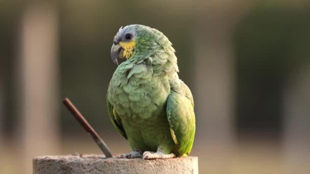 Dospělý Okřídlený Papoušek Druhu Amazona Amazonica — Stock video