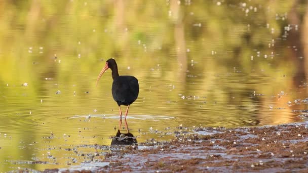 Animal Bare Faced Ibis Species Phimosus Infuscatus — Stock Video