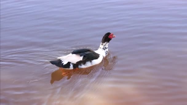 Moscovy Duck Animal Especie Cairina Moschata — Vídeos de Stock