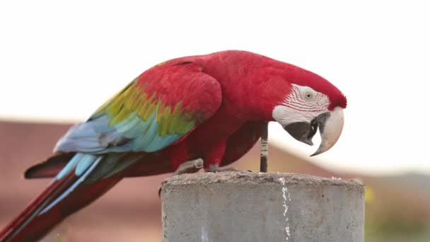 Ara Kloropterus Türünden Yetişkin Kırmızı Yeşil Macaw — Stok video