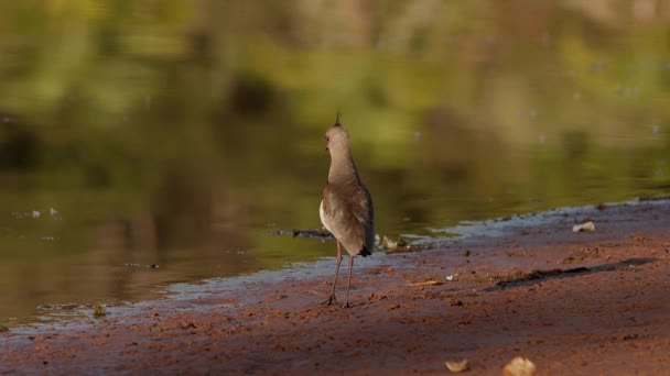 Adult Southern Lapwing Bird Species Vanellus Chilensis — Stock Video