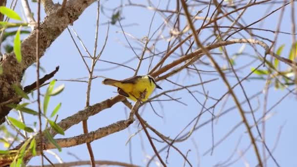 Тваринний Птах Великий Кіскаді Виду Pitangus Sulphuratus — стокове відео