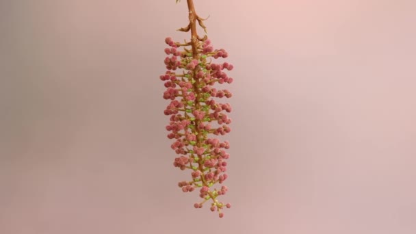 花の植物 種の木 メビア フィスティルフィエラ — ストック動画