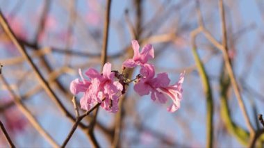 Handroanthus cinsinin Pembe Ipe Çiçek Ağacı