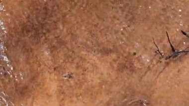 Shallow Nehir yatağı Hareketli Su Yavaş Çekimde Kara Organik Parçacıklarla Kumu Ortaya Çıkartıyor