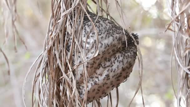 Гнездо Длинноталии Медовых Подрода Myrapetra — стоковое видео