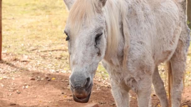 Movimento Movimento Lento Torno Cavalo Branco Idoso Fazenda — Vídeo de Stock