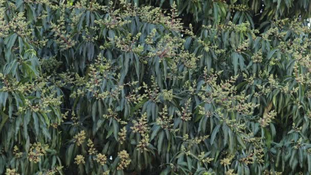 Detailní Záběr Mango Strom Listoví Květinami — Stock video