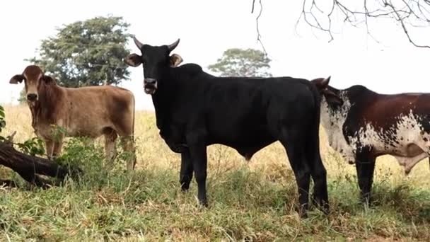 Närbild Black Horned Cattle Grazing Brasiliens Nötköttsgård — Stockvideo