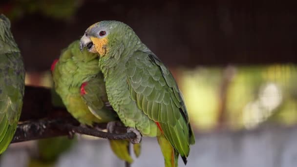 Dorosła Papuga Pomarańczowo Skrzydlata Gatunku Amazona Amazonica Uratowana Celu Bezpłatnego — Wideo stockowe