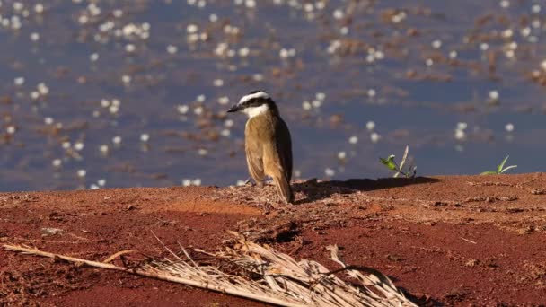 Ζωικό Πτηνό Great Kiskadee Του Είδους Pitangus Sulphuratus — Αρχείο Βίντεο