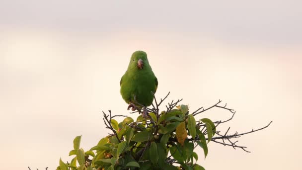 Yellow Chevroned Parakeet Species Brotogeris Chiriri — Stock Video