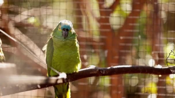 Yetişkin Turkuaz Amazona Aestiva Türünün Önde Gelen Papağanlarından Ücretsiz Olarak — Stok video
