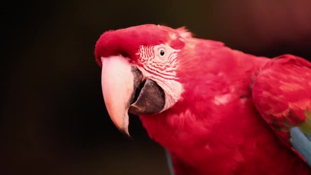 Κόκκινο Και Πράσινο Ενηλίκου Macaw Του Είδους Ara Chloropterus — Αρχείο Βίντεο