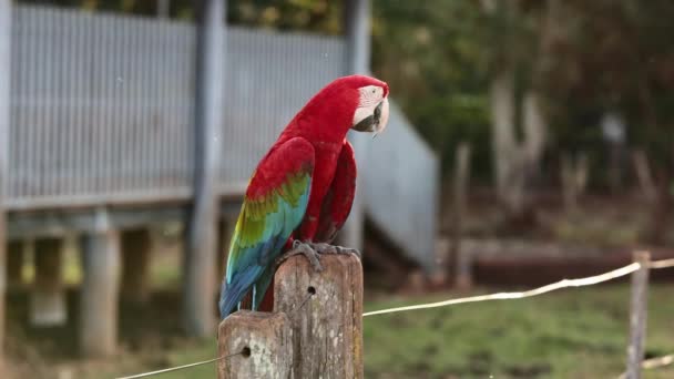 Κόκκινο Και Πράσινο Ενηλίκου Macaw Του Είδους Ara Chloropterus — Αρχείο Βίντεο