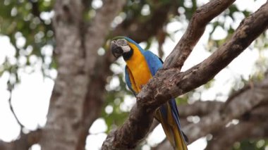 Yetişkin Mavisi ve Sarı Makaw