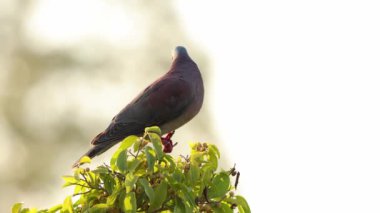 Pale, Patagioenas cayennensis türünün güvercini.