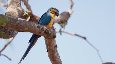 Yetişkin Mavi-Sarı Macaw