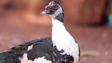 Cairina moschata türünün Muscovy Duck Hayvanı