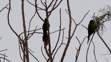 Yetişkin Kırmızı, geceleri Diopsittaca nobilis silueti türünün Macaw 'unu omuzladı.