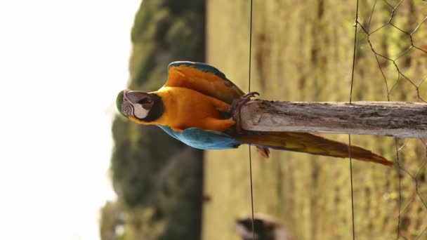 Vídeo Vertical Adulto Azul Amarelo Macaw — Vídeo de Stock