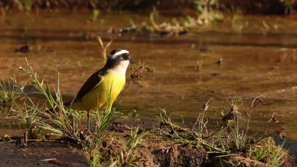 Animal Bird Great Kiskadee Espécie Pitangus Sulphuratus — Vídeo de Stock