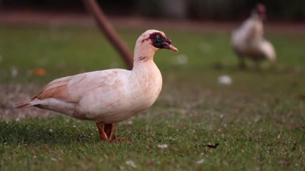 Moscovy Duck Animal Especie Cairina Moschata — Vídeos de Stock