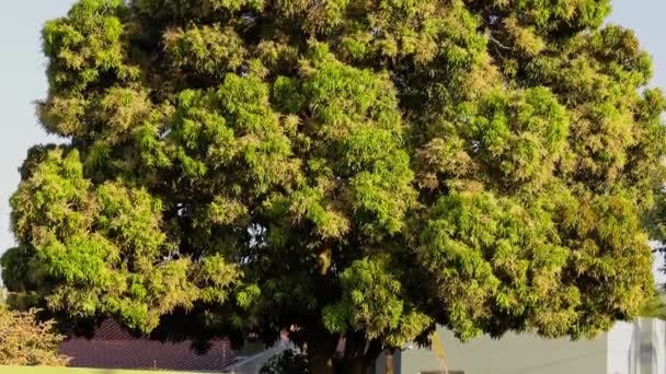 Çiçekli Mango Ağacının Yapraklarına Yakın Çekim — Stok video
